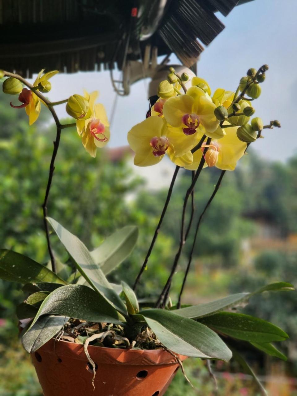 Byve Garden Villa Hà Nội Ngoại thất bức ảnh