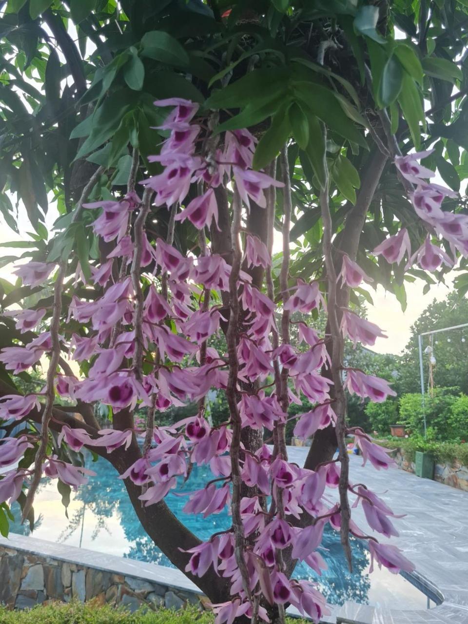 Byve Garden Villa Hà Nội Ngoại thất bức ảnh
